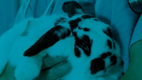 Un lapin dans les bras d'un médecin