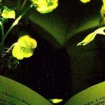 MIT plantes