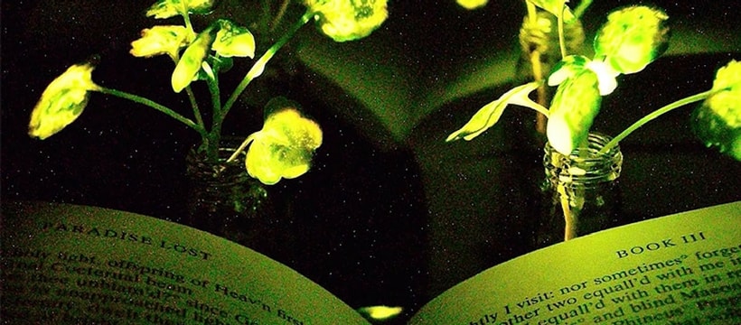 mit-plabtes MIT plantes