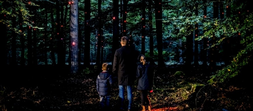 pixi lumières dans une forêt