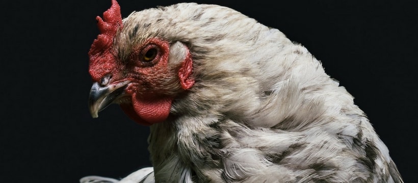 Coq sur fond noir