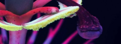 photo passiflore en ultraviolet