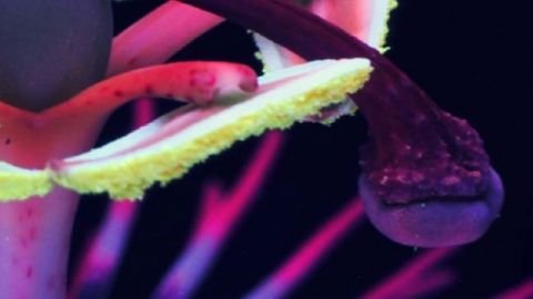 passiflore-header photo passiflore en ultraviolet