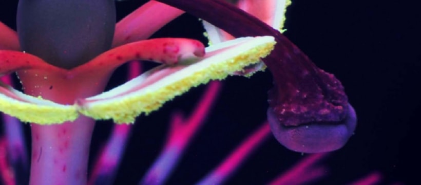 passiflore-header photo passiflore en ultraviolet