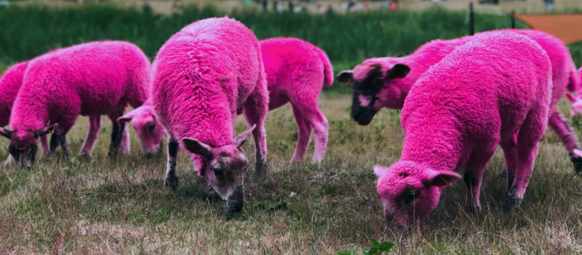 mouton rose