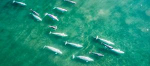 Belugas, photo de Florian Ledoux