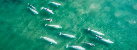 Belugas, photo de Florian Ledoux