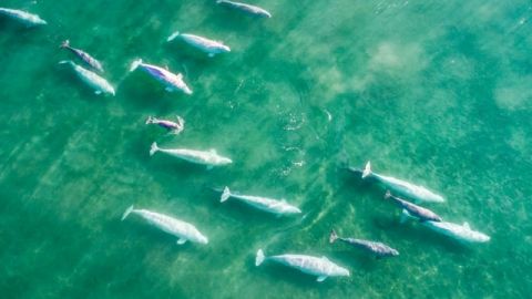 Belugas, photo de Florian Ledoux
