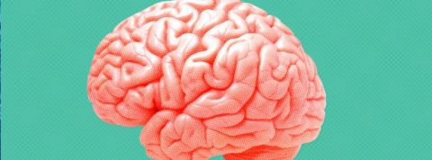 cerveau cerveau