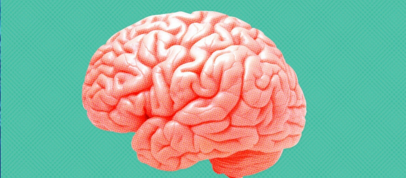 cerveau cerveau