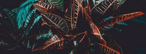 Plante plante en gros plan