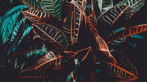 Plante plante en gros plan