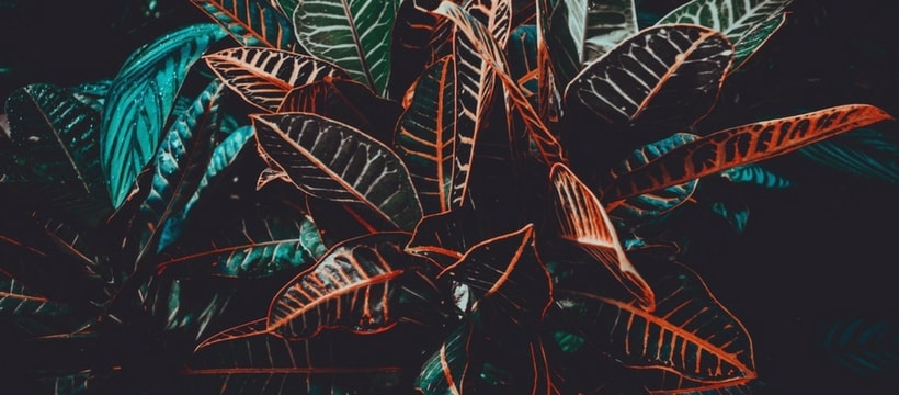 Plante plante en gros plan
