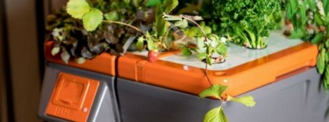 potager potager ultraponique