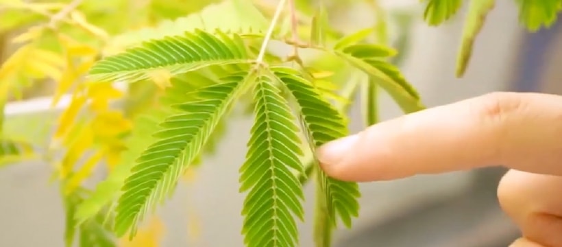 Pret a pousser plante