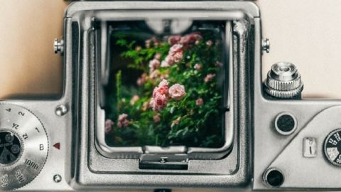 une plante pousse dans une machine