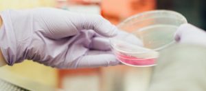 Un échantillon en laboratoire