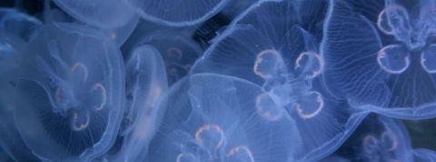 medusebiotech des meduses