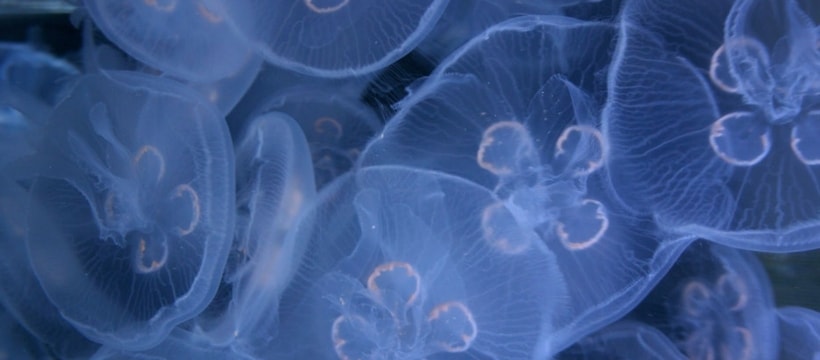 medusebiotech des meduses