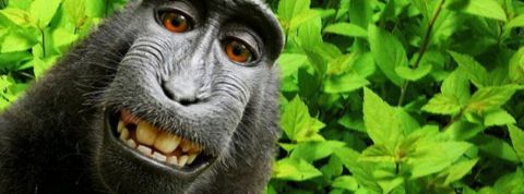 SINGE SINGE