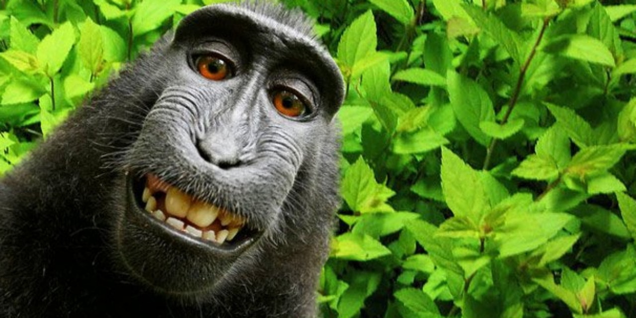 SINGE SINGE