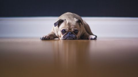 cambridge-analytica-victimes-apps