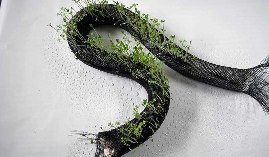 plante flora robotica