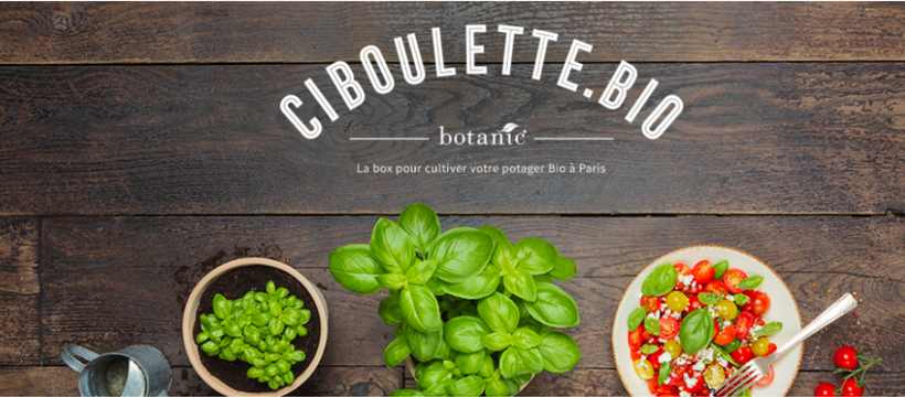 ciboulette ciboulette