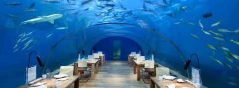 ITHAA Le restaurant ITHAA propose de manger sous un aquarium