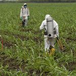 Des hommes pulvérisent du glyphosate dans les champs