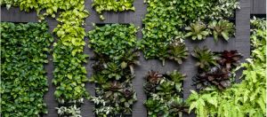 mur végétal