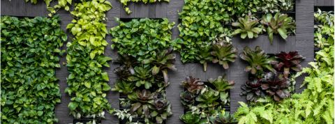 mur mur végétal