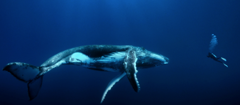 secu baleine