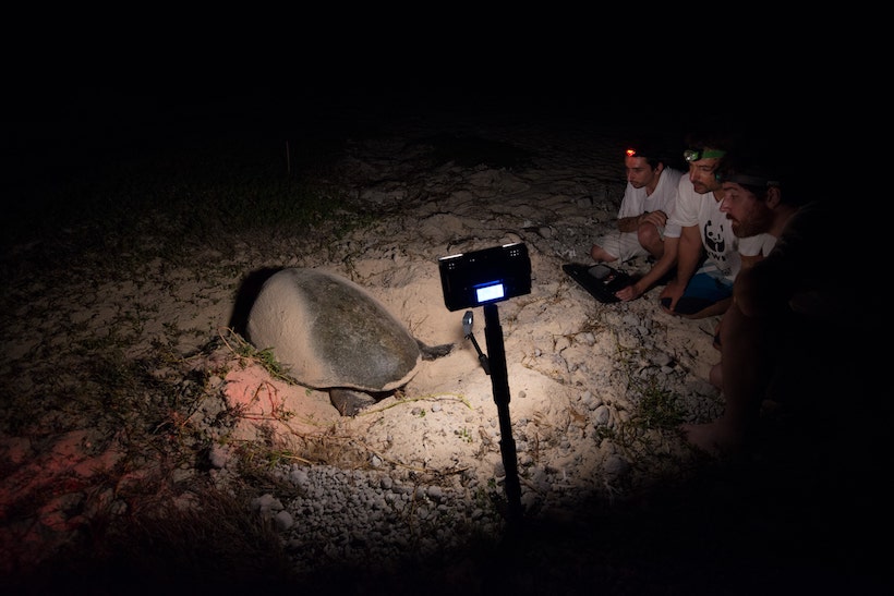 tortue sur une plage