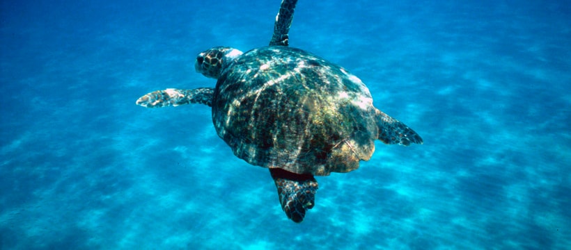 tortue marine