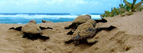 tortues tortues