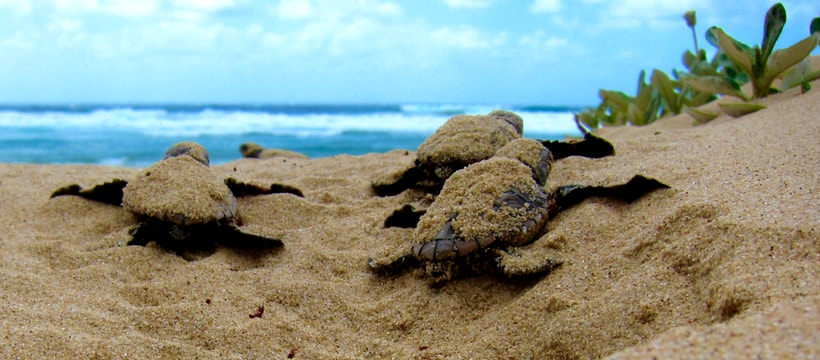 tortues tortues