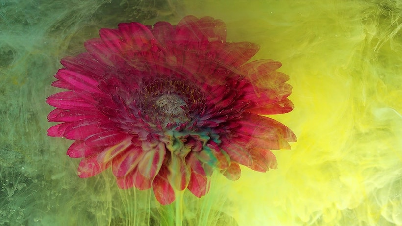 fleur exposition immersive peinture