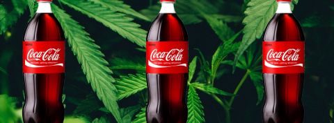 Coca-Cola intéressé par les boissons au cannabis Des bouteilles de Coca-Cola devant des feuilles de cannabis