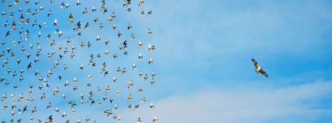 dixxit-slow-content-identite-0-story Vol de pigeons