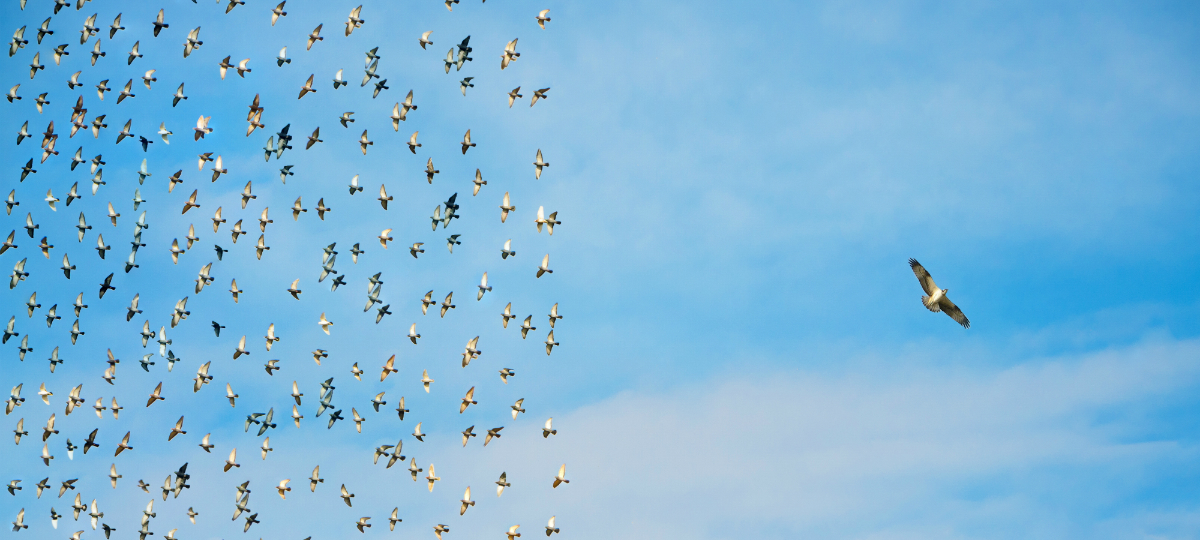 dixxit-slow-content-identite-0-story - L'ADN Vol de pigeons