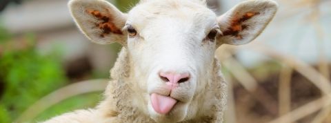 Le nudge marketing nous fait agir comme des moutons mouton