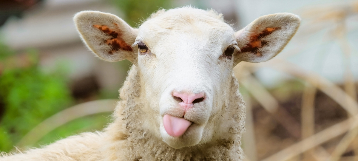 Le nudge marketing nous fait agir comme des moutons mouton