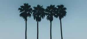 Quatre palmiers sur un ciel bleu