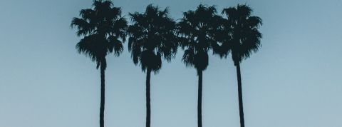 Une entreprise française travaille 4 jours par semaine pendant les mois d'été Quatre palmiers sur un ciel bleu