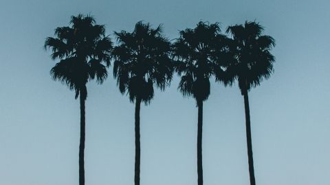 Une entreprise française travaille 4 jours par semaine pendant les mois d'été Quatre palmiers sur un ciel bleu