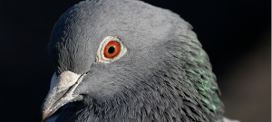 une tête de pigeon