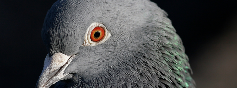 l'ingénierie sociale vous transforme en pigeon une tête de pigeon