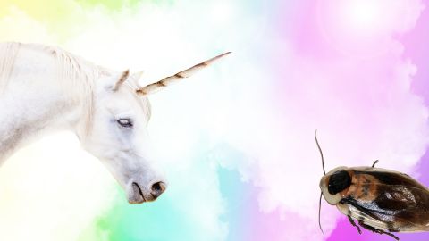 Une licorne et un cafard