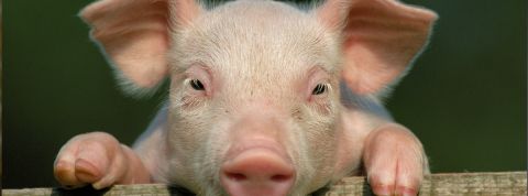 petitcochon jeune cochonnet